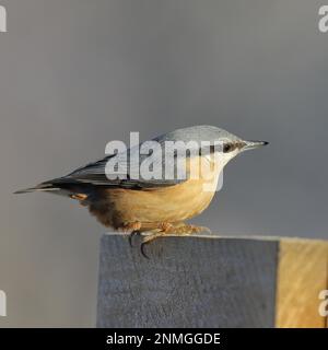 Eurasischer Nacktschwanz (Sitta europaea), auf einer Stelle, Nordrhein-Westfalen, Deutschland Stockfoto