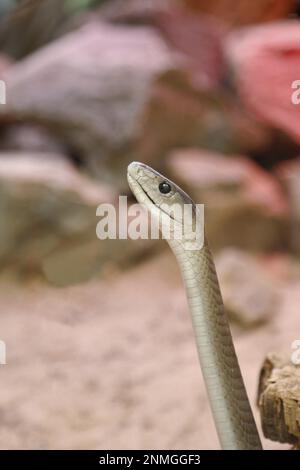 Schwarze Mamba (Dendroaspis polylepis), Porträt, in Gefangenschaft, giftige Schlange, Vorkommen in Afrika, Nordrhein-Westfalen, Deutschland Stockfoto