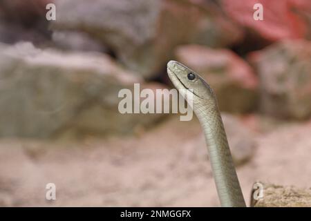 Schwarze Mamba (Dendroaspis polylepis), Porträt, in Gefangenschaft, giftige Schlange, Vorkommen in Afrika, Nordrhein-Westfalen, Deutschland Stockfoto