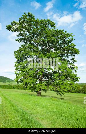 Englische Eiche (Quercus robur), Einzelhaft auf einer Wiese, Thüringen, Deutschland Stockfoto