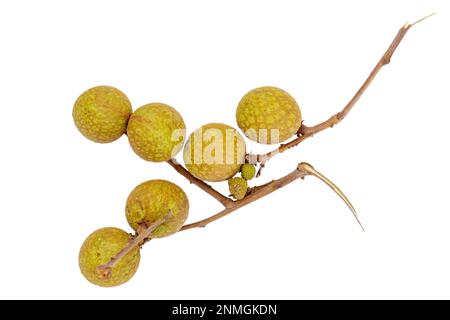 Longan (Dimocarpus longan) ist eine kleine, runde, süße und wässrige Frucht, die Lychee-Früchten sehr ähnlich ist. Es hat eine gelblich-braune dicke Schale Stockfoto