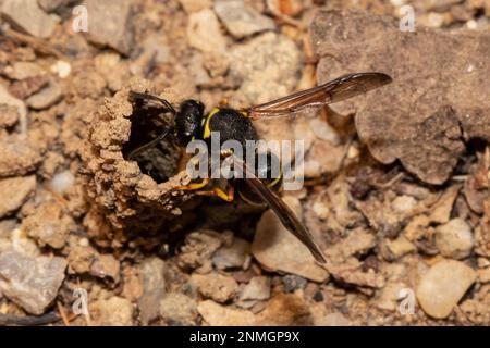 Gewöhnliche Schornsteinfassenwaspe mit offenen Flügeln, die von der Zuchtröhre auf der linken Seite hängen Stockfoto