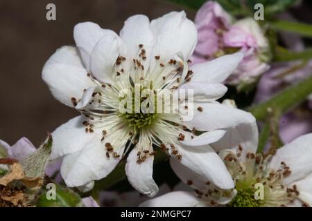 Brombeere offene weiß-rötliche Blume Stockfoto