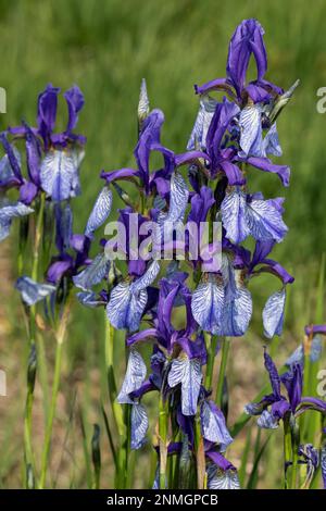 Sibirische Iris, einige Blüten mit offenen blauen Blumen Stockfoto