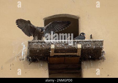 Wanderfalke drei Jungfräulichen mit offenen Flügeln, die auf dem Balkon des Rathausturms sitzen, verschiedene Sichtung Stockfoto