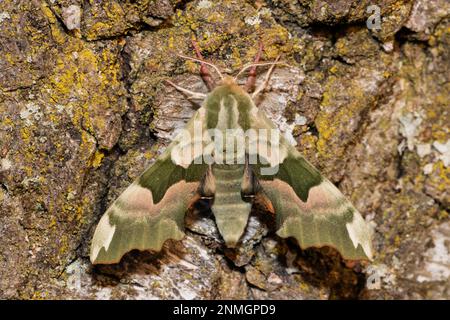 Linden-Falken-Motte mit offenen Flügeln, die von hinten an Baumstämmen hängen Stockfoto