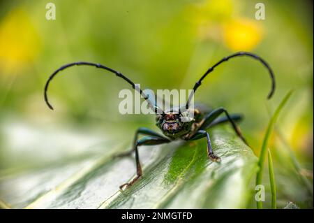 Nahaufnahme des Moschuskäfers (Aromia moschata), frontal, auf grünem Blatt sitzend Stockfoto