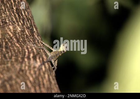 Eine von Sulawesi ausgekleidete Gleiteidechse (Draco spilonotus), die sich auf einem Baum im Naturschutzgebiet Tangkoko, North Sulawesi, Indonesien, bewegt. Jüngste Forschungsergebnisse deuten darauf hin, dass der Reichtum an Reptilien in den meisten Teilen der Welt aufgrund des anhaltenden künftigen Klimawandels wahrscheinlich erheblich zurückgehen wird. „Dieser Effekt, neben erheblichen Auswirkungen auf die Reichweite, Überschneidung und Position der Arten, war bei Eidechsen, Schlangen und Schildkröten gleichermaßen sichtbar“, schrieb ein Team von Wissenschaftlern unter der Leitung von Matthias Biber (Department for Life Science Systems, School of Life Sciences, Technical University of München, Freising). Stockfoto