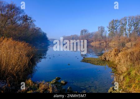 Uferwälder, Haslau Traverse, Donau-Hochwasser-Nationalpark, Haslau an der Donau, Industrieviertel, Niederösterreich, Österreich Stockfoto