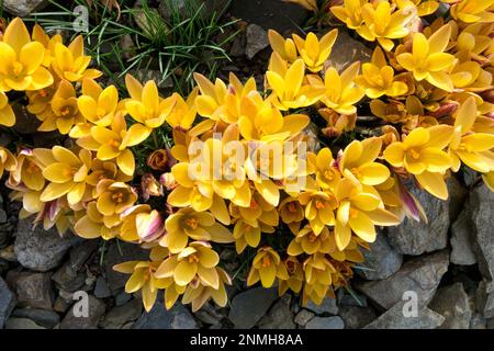 Gelb, Crocus chrysanthus „Advance“-Steinkröten „Advance“-Krokusse Stockfoto