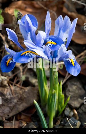 Iris 'Alida', Blue, Iris reticulata 'Alida', vernetzte Iris, Felsen, Garten, Pflanze Stockfoto