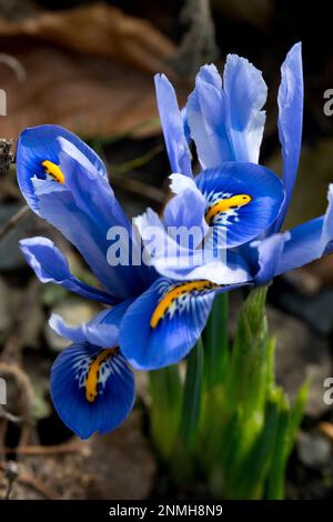 Iris reticulata „Alida“, Iris „Alida“, Nahaufnahme, Blau, Iris, Blumen, Felsen, Garten Stockfoto