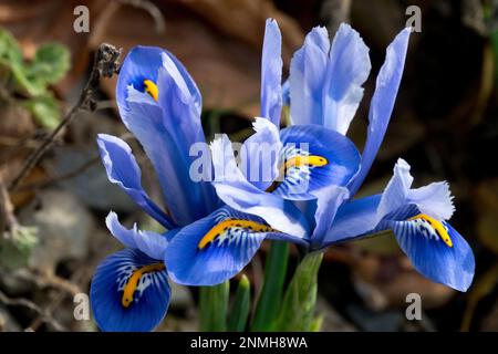 Felsgarten, Iris, vernetzte Iris, Felsen, Garten, Zwerg, Blau, Iris reticulata, Blumen, Pflanze Nahaufnahme Stockfoto