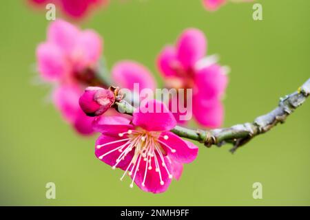 Nahaufnahme, Blüte, Ein, Zweig, Rosa, Blume, Winter, Eröffnung, Blüte, Prunus Mume „Beni Chidori“ Stockfoto