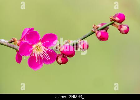 Prunusknospen und Blüten auf dem Ast, japanische Aprikosenblüte Stockfoto