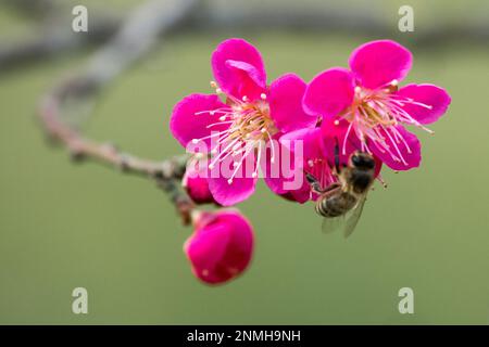 Prunus mume „Beni Chidori“, Prunus, Biene, Honigbiene, Prunus „Beni-Chidori“, Bienenblume, europäische Honigbiene, Winter, Blume Stockfoto