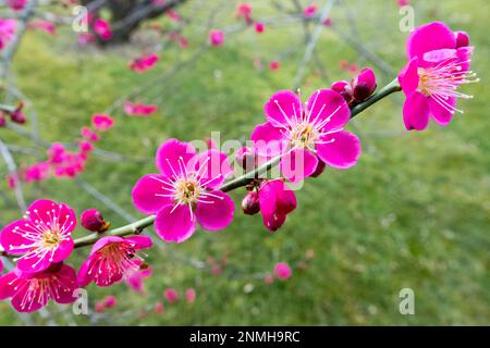 Rosa Blüten blühen, Blumen öffnen sich im Winter Prunus mume 'Beni Chidori' Frühlingsblumen Februar Stockfoto