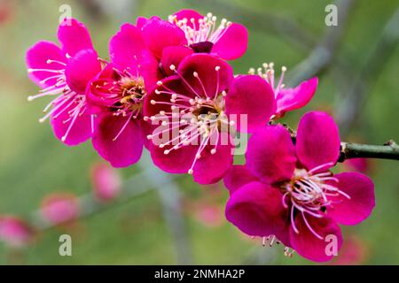 Februar, Blumen, Prunusblüten, japanische Aprikose, Prunus Mume „Beni Chidori“, Nahaufnahme der Filiale Stockfoto