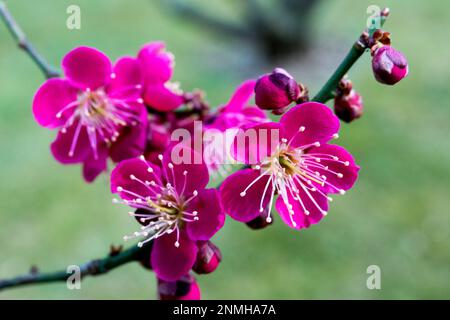 Prunusblüten auf Zweig Pink Prunus Mume „Beni-Chidori“ Nahaufnahme Stockfoto