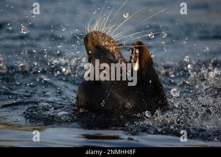 Kalifornischer Seelöwe (Zalophus californianus), männlich, im Wasser, gefangen, Deutschland Stockfoto