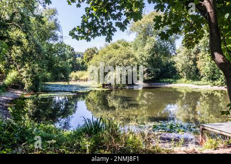 Hampden-Teich, Wendover, Buckinghamshire Stockfoto