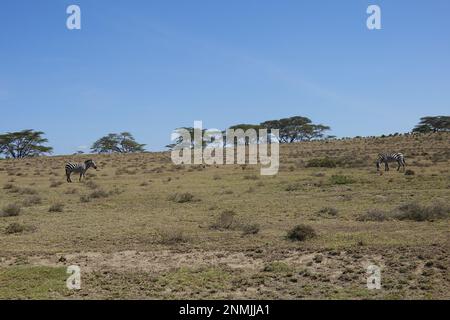 Zebra auf Crescent Island in Lake Naivasha, Kenia Stockfoto