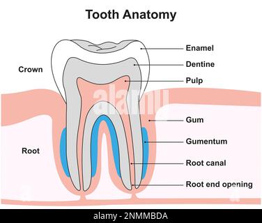 Zahn Anatomie, Abbildung Stockfoto