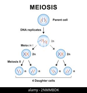 Meiosephasen, Illustration Stockfoto