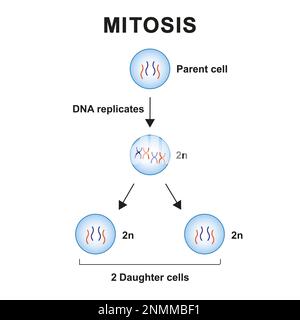 Mitosephasen, Illustration Stockfoto