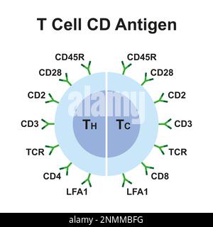 T-Zell-CD-Antigene, Illustration Stockfoto