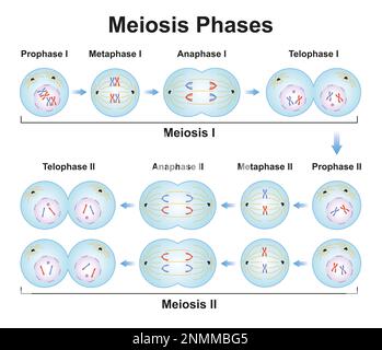 Meiosephasen, Illustration Stockfoto