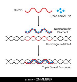 Aktives Nukleoprotein-Filament, Illustration Stockfoto