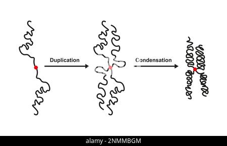 Chromosomenduplikation und Kondensation, Illustration Stockfoto