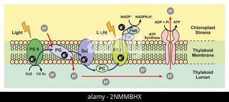 Photosynthese, Illustration Stockfoto