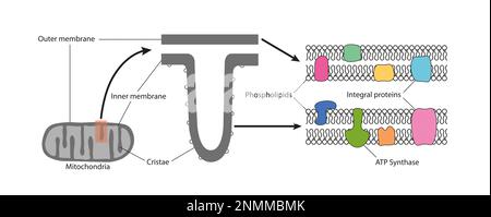 Die Struktur der Mitochondrien, Illustration Stockfoto