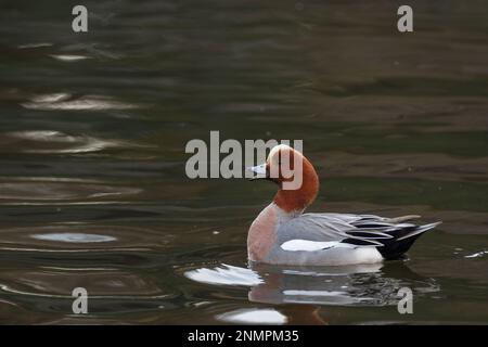 Eine männliche eurasische Witwenente (Mareca penelope) in einem See in einem Park in Kanagawa, Japan. Stockfoto