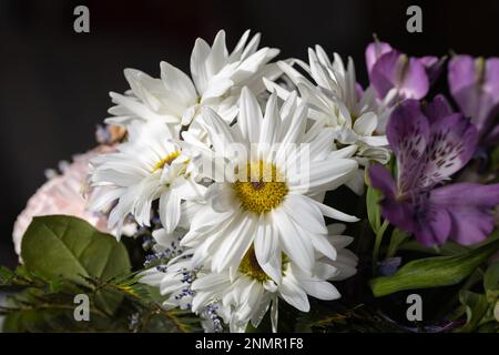 Vollformat-Makro-abstrakter Blick auf helle weiße Chrysanthemen in einem Blumenstrauß im Innenbereich Stockfoto
