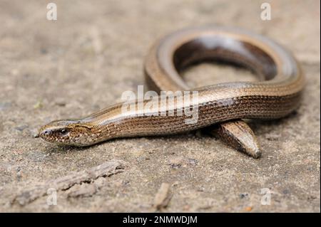 Seltene Tier, legless glänzend harmlos Eidechse langsamen Wurm auf dem Boden Stockfoto