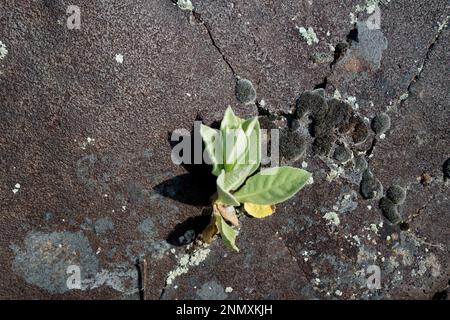 Junges Wooly Mullein (Verbascum thapsus), das in einem Basaltfelsen in SW Idaho im Riss wächst Stockfoto