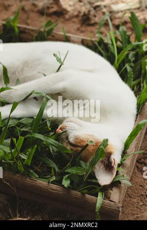 Vertikale Aufnahme einer Katze aus der Ingwerscheune, die bequem auf einer Grasschachtel schläft und den authentischen Moment eines einfachen, nachhaltigen Landlebens zeigt Stockfoto