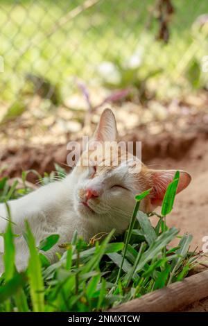 Vertikale Aufnahme einer Katze aus der Ingwerscheune, die friedlich auf einer Grasschachtel liegt und den authentischen Moment eines einfachen, nachhaltigen Landlebens zeigt Stockfoto