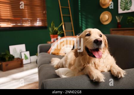 Süßer Golden Labrador Retriever auf dem Sofa. Moderne Wohnzimmereinrichtung Stockfoto