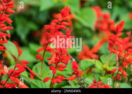 Roter Salvia oder Scharlachsalbe (Salvia splendens) Blütenspitze in der Nähe grüner Blätter als Blumenabstract im Naturkonzept Stockfoto