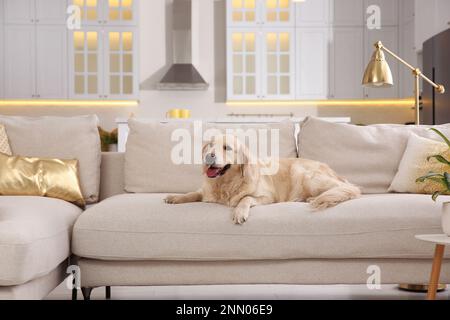 Moderne Wohnzimmereinrichtung. Süßer Golden Labrador Retriever auf dem Sofa Stockfoto