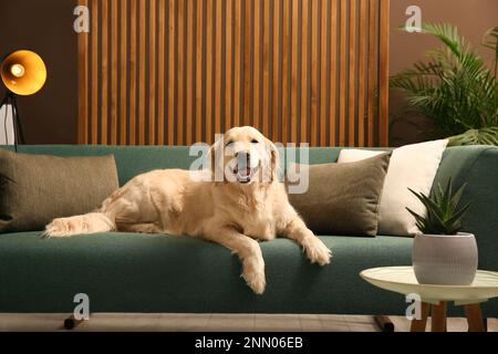 Moderne Wohnzimmereinrichtung. Süßer Golden Labrador Retriever auf dem Sofa Stockfoto
