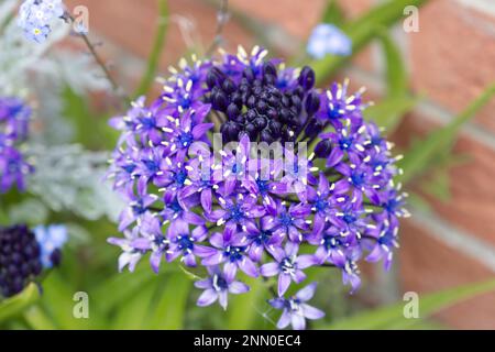 Nahaufnahme von Frühlingsblüten blauer Scilla peruviana, portugiesischer Squill UK Mai Stockfoto