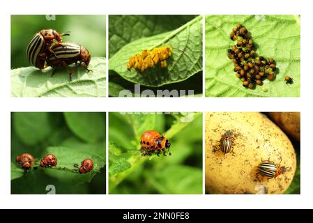 Collage mit verschiedenen Fotos von Colorado Kartoffelkäfern auf grünen Blättern Stockfoto