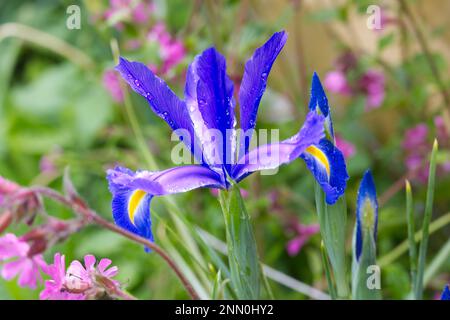 Brillante blaue Frühlingsblume der bulbus holländischen Iris Blauer Zauber und roter campion, Silene dioica UK Mai Stockfoto