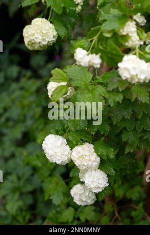 Weiße Frühlingsblumen des Schneeballbaums, Viburnum opulus „roseum“, UK Mai Stockfoto