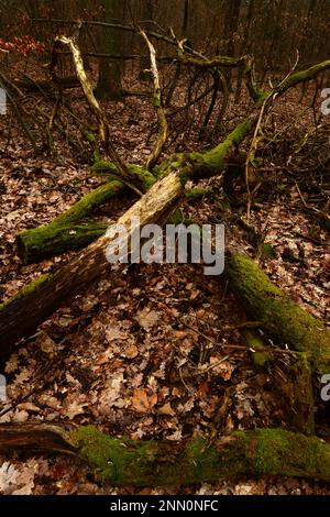 Mehrere Stämme und Zweige von Bäumen, die auf dem Boden eines Waldes liegen, in einem X-förmigen Quermuster Stockfoto